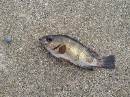 越前海岸でエギング